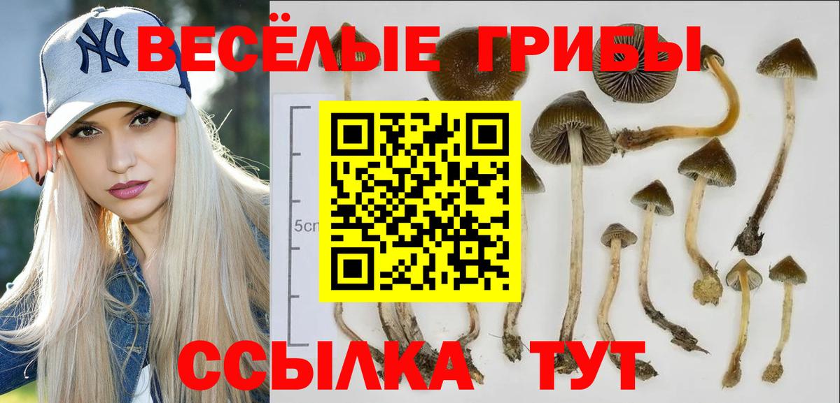 Псилоцибиновые грибы Psilocybine cubensis Тверь